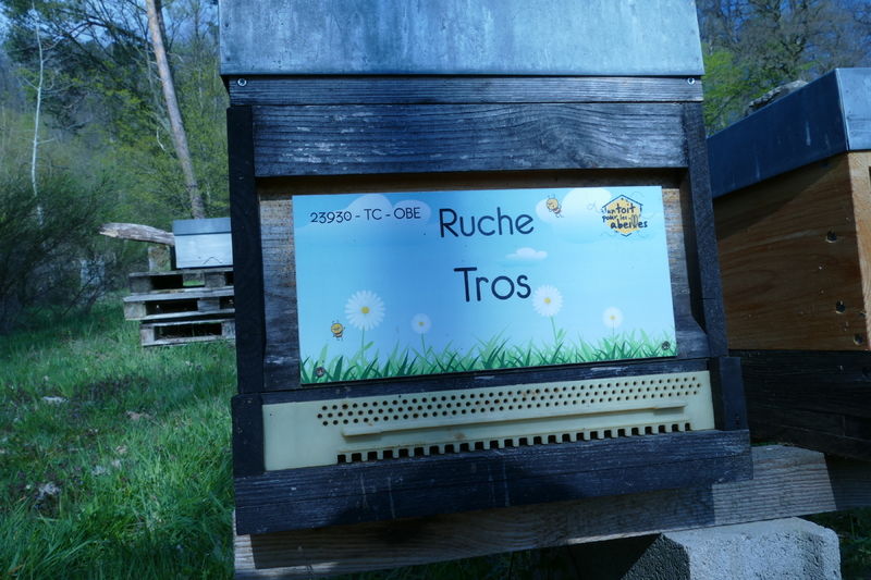 La ruche Tros