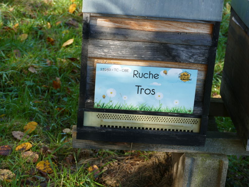 La ruche Tros