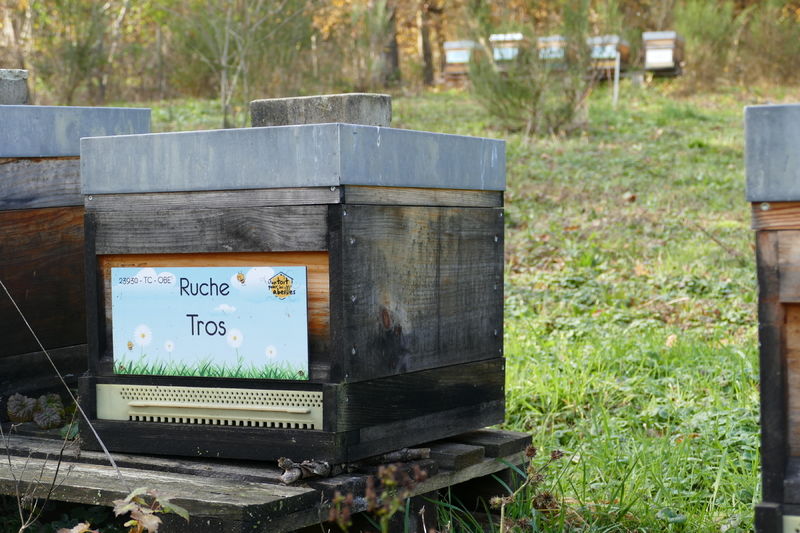 La ruche Tros