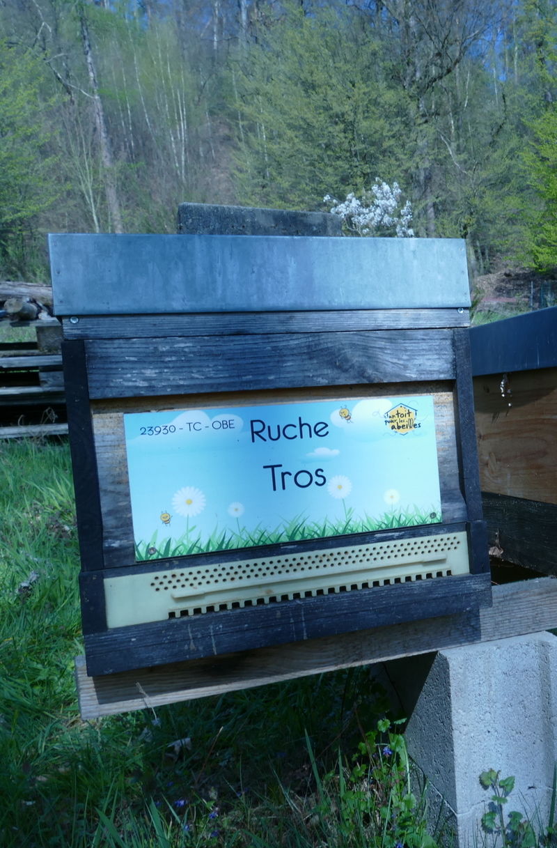 La ruche Tros