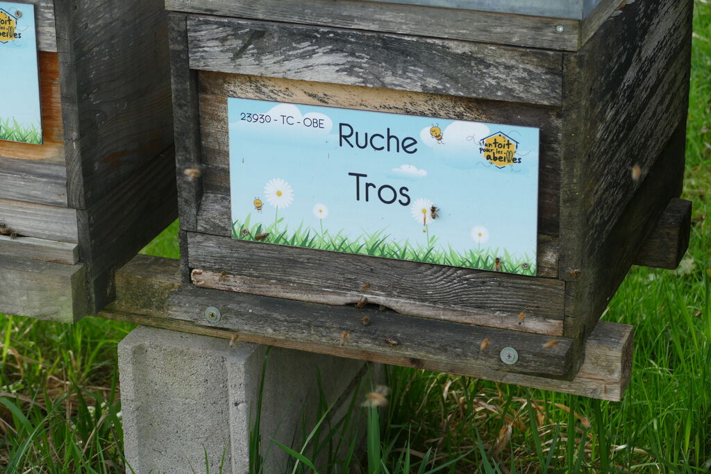 La ruche Tros