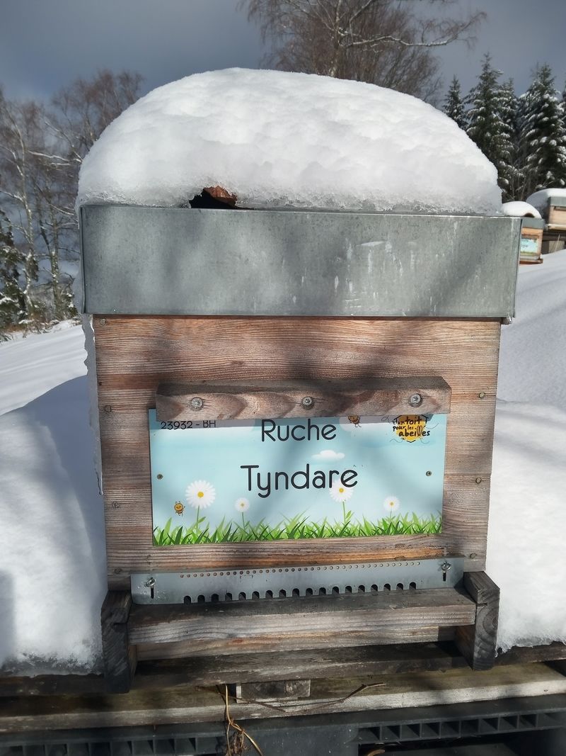 La ruche Tyndare