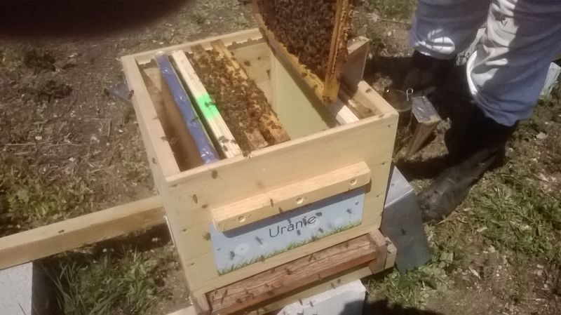 La ruche Uranie