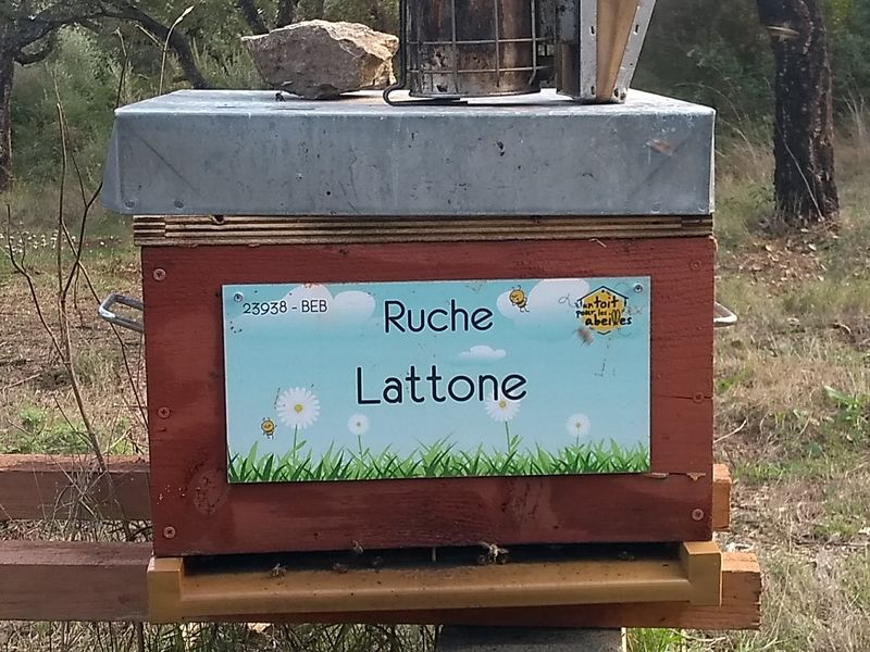 La ruche Lattone