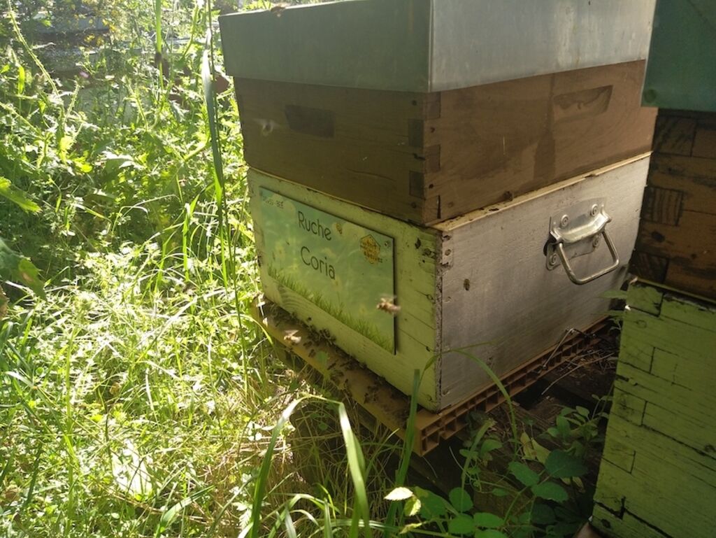 La ruche Coria