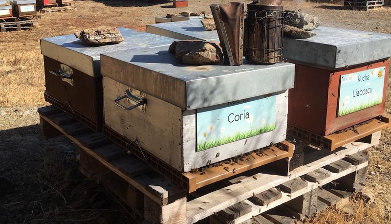 La ruche Coria