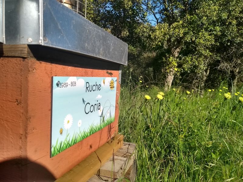 La ruche Coria