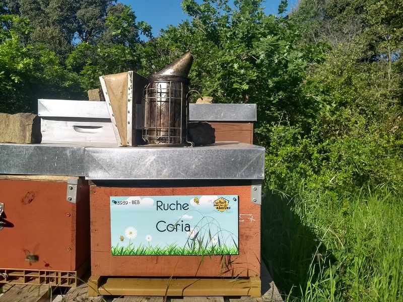 La ruche Coria