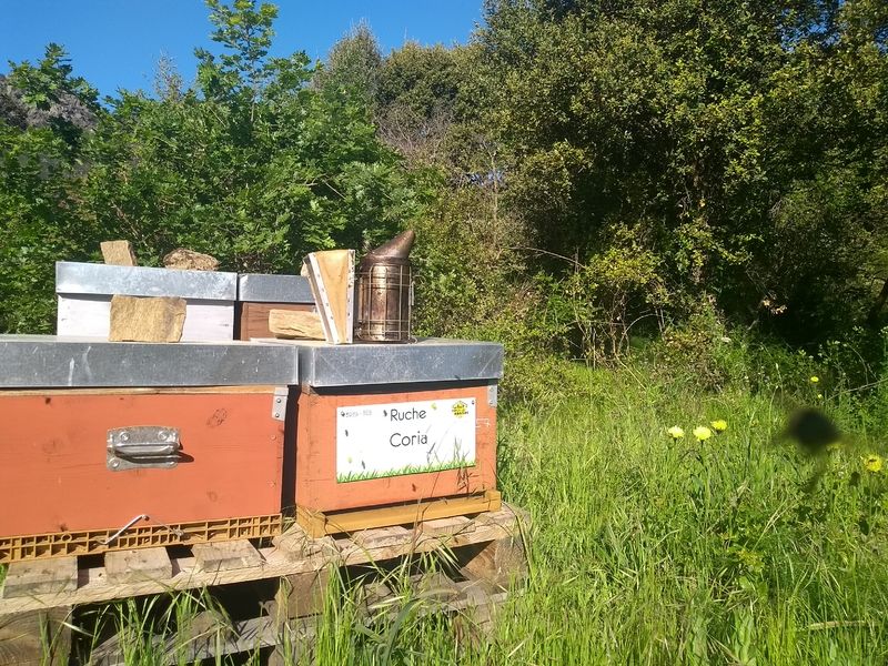 La ruche Coria