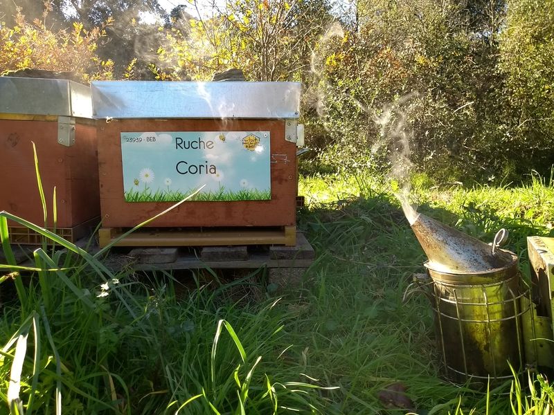 La ruche Coria
