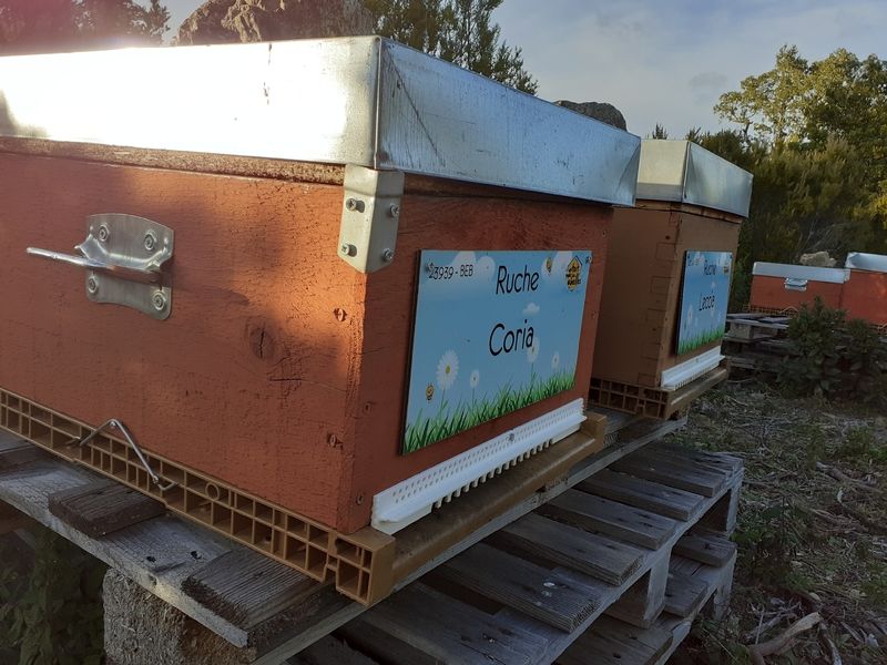 La ruche Coria