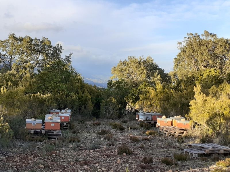 La ruche Coria
