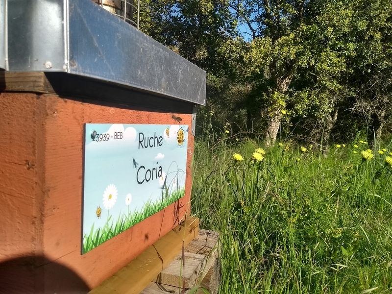 La ruche Coria