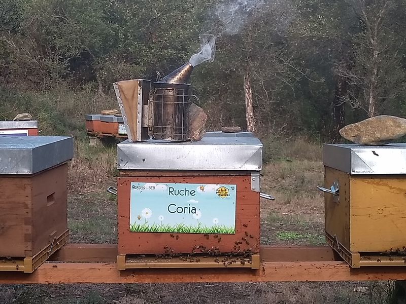 La ruche Coria