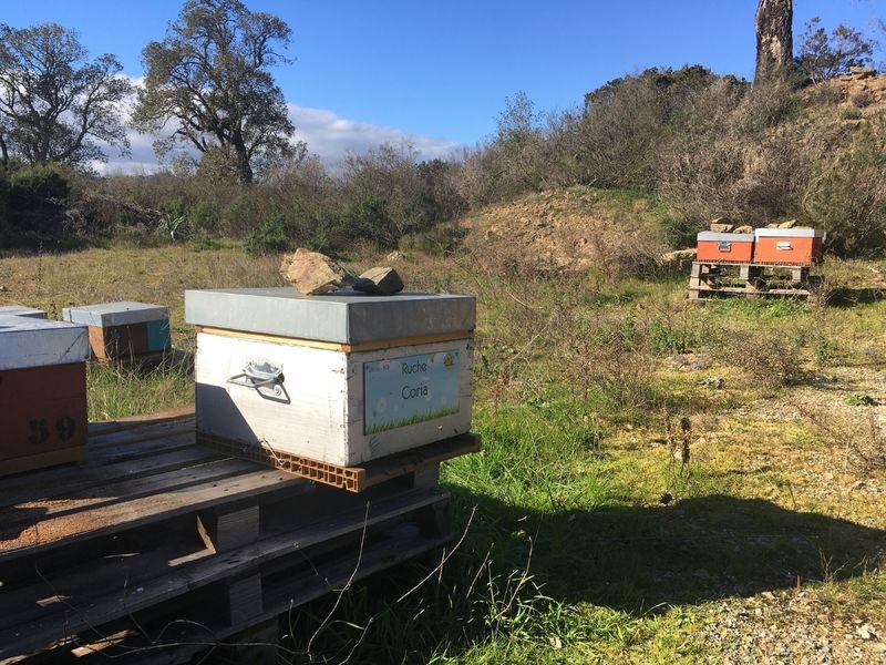 La ruche Coria