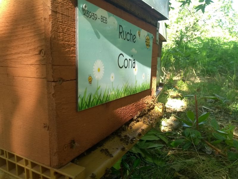 La ruche Coria