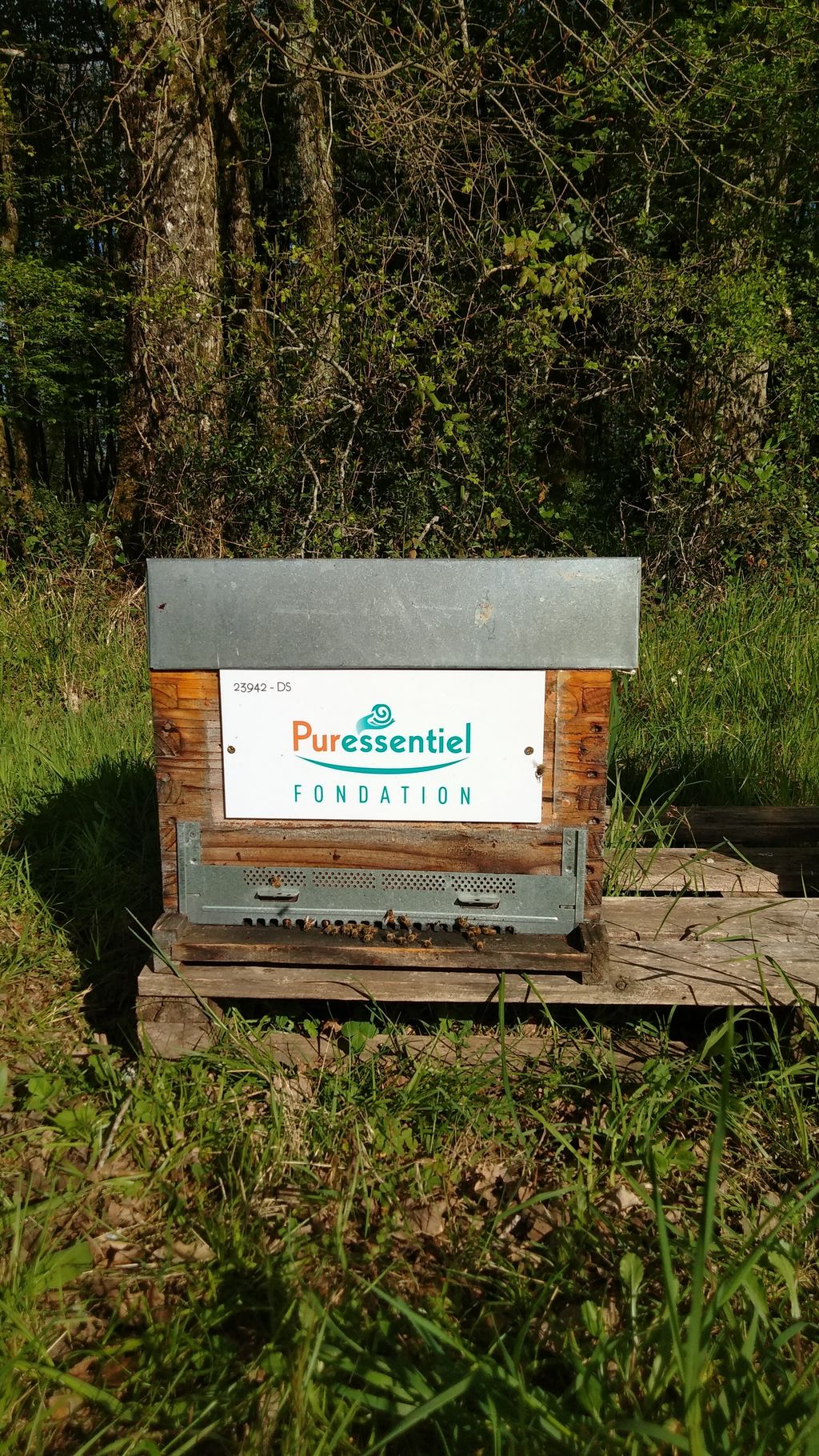 La ruche FONDATION PURESSENTIEL