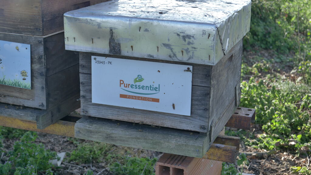 La ruche FONDATION PURESSENTIEL