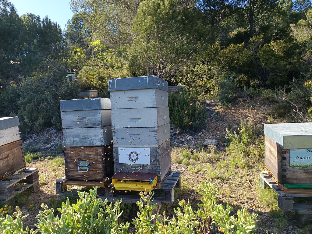 La ruche Bee zen