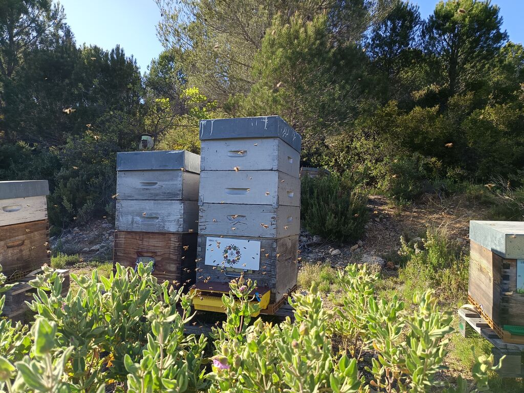 La ruche Bee zen
