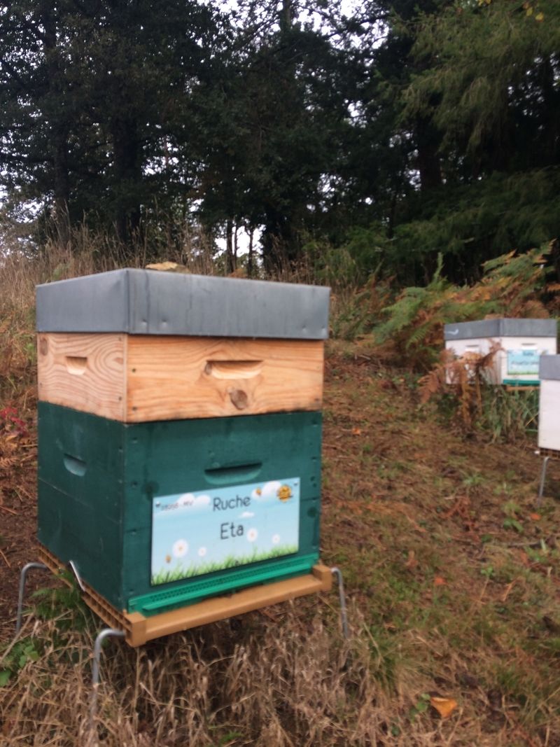 La ruche Eta