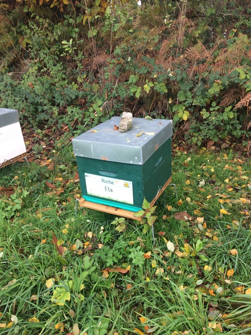 La ruche Eta