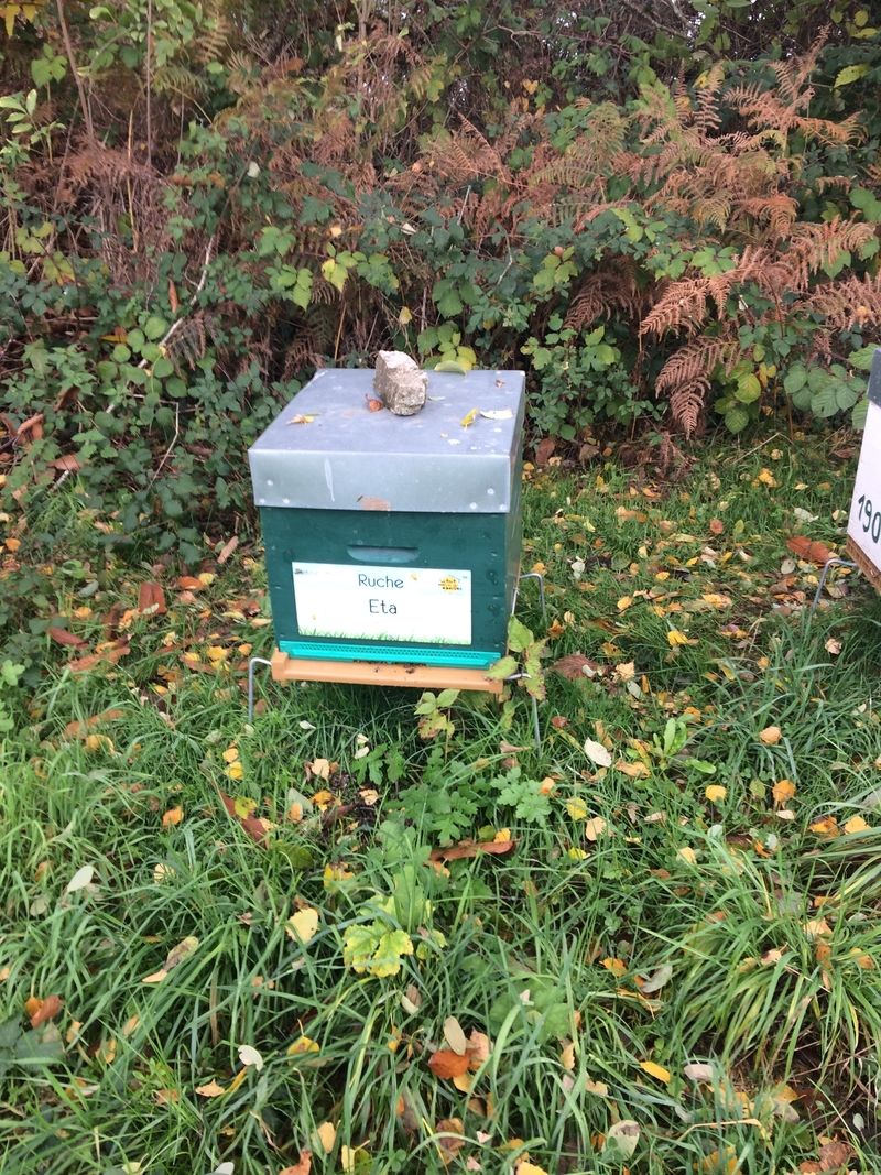 La ruche Eta