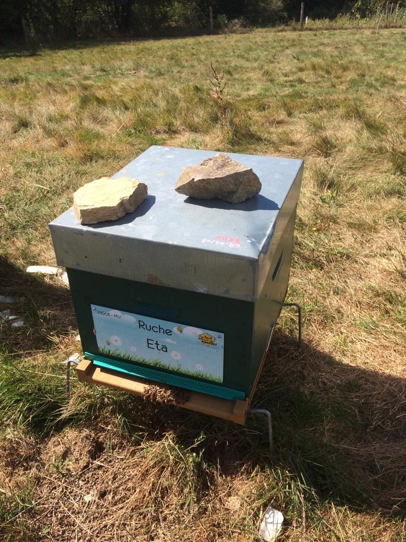 La ruche Eta