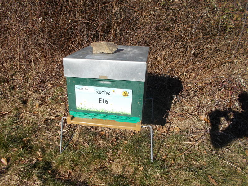 La ruche Eta