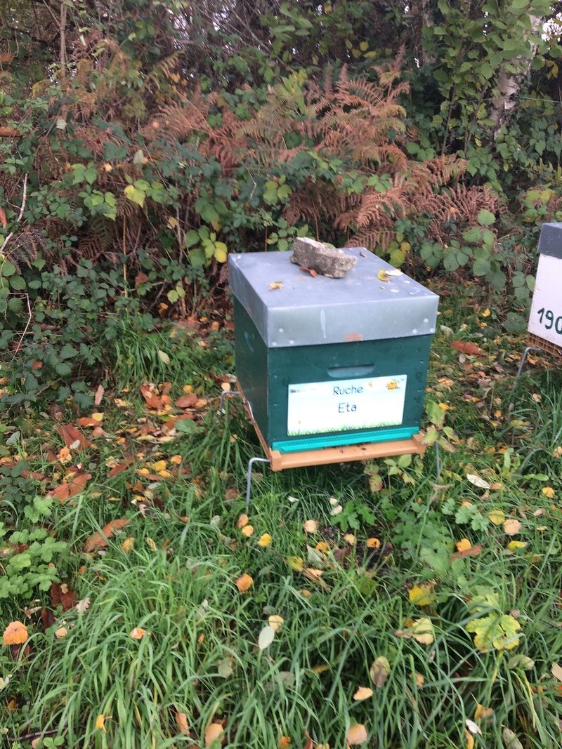La ruche Eta