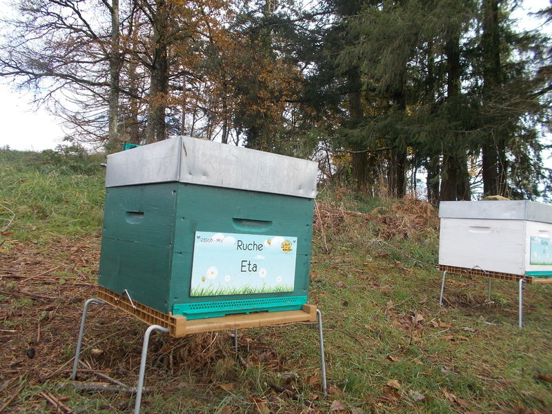La ruche Eta
