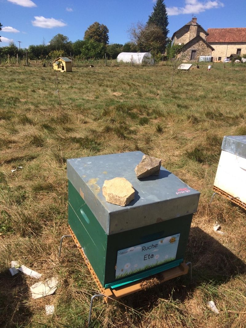 La ruche Eta