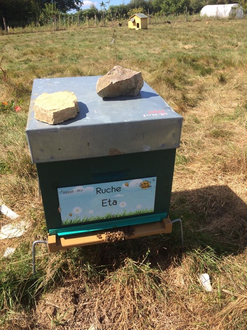 La ruche Eta