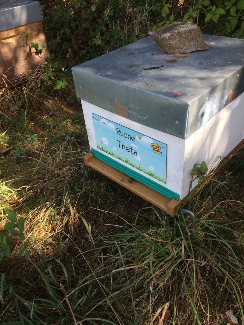 La ruche Theta