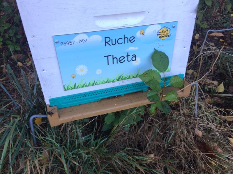 La ruche Theta
