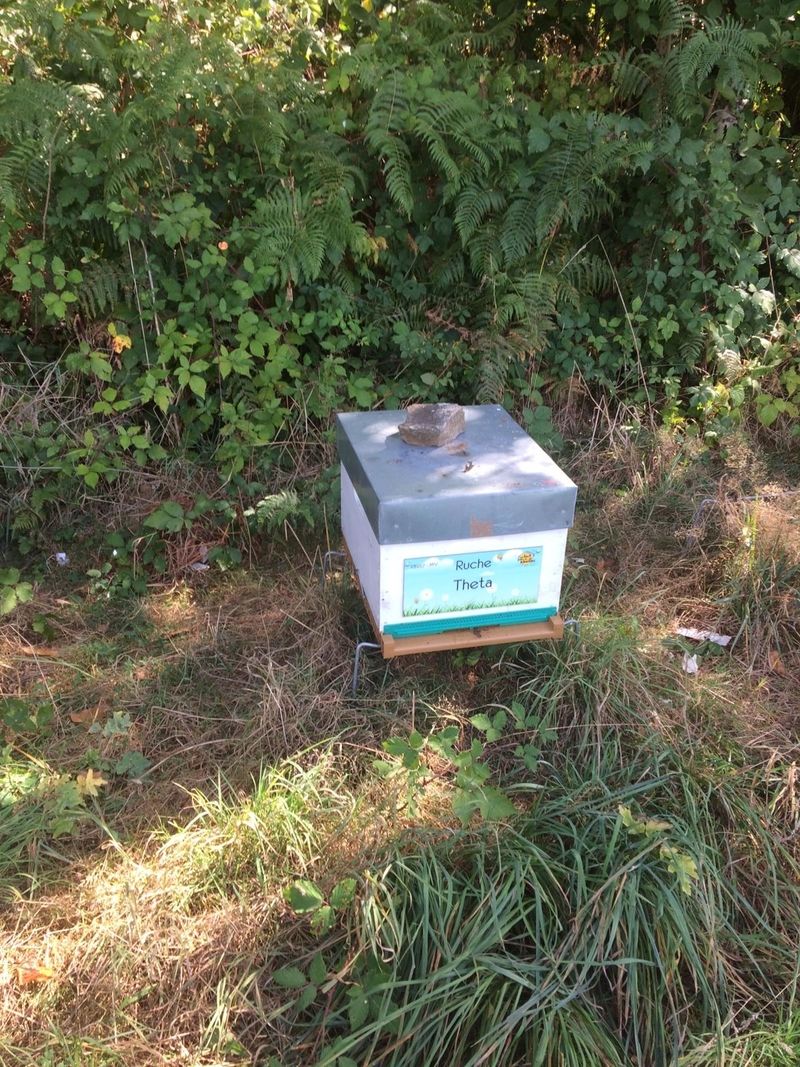 La ruche Theta