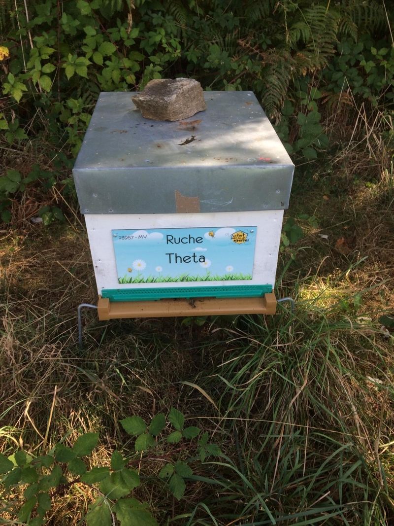 La ruche Theta