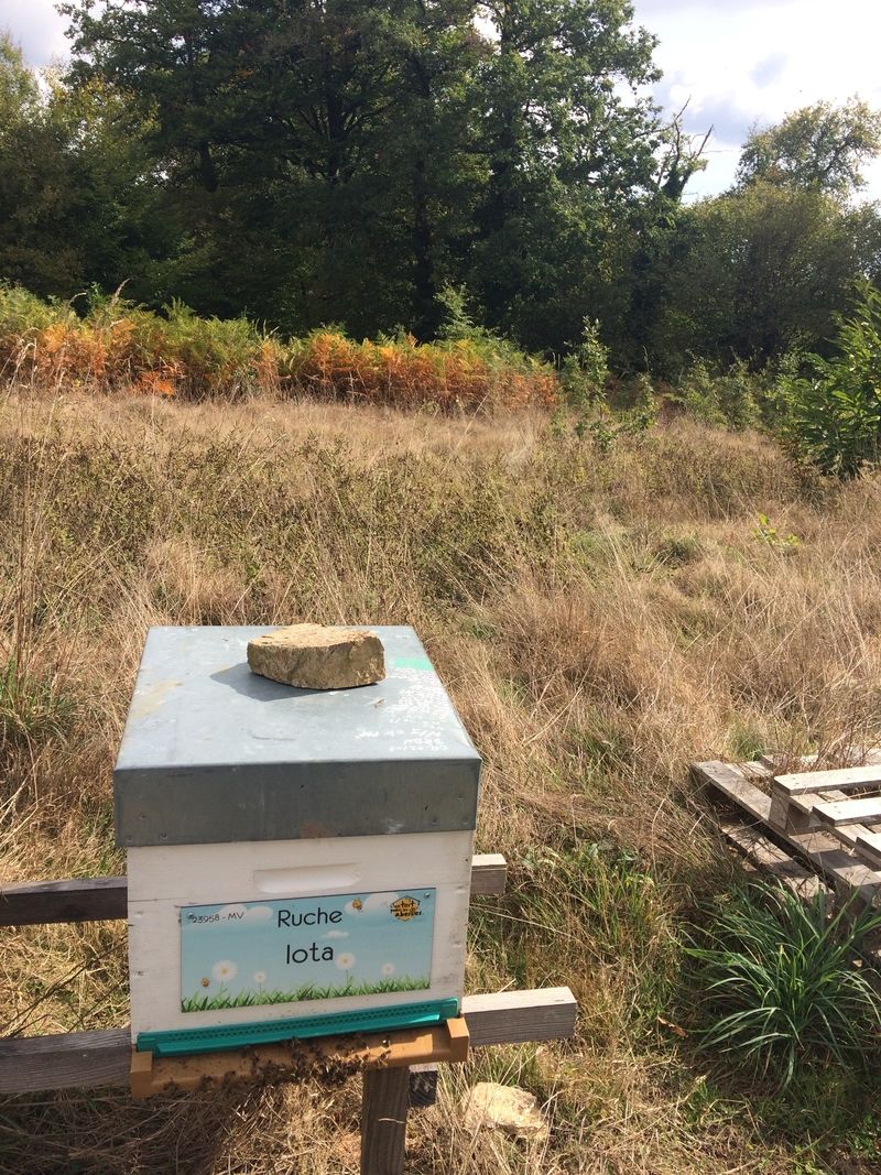 La ruche Iota