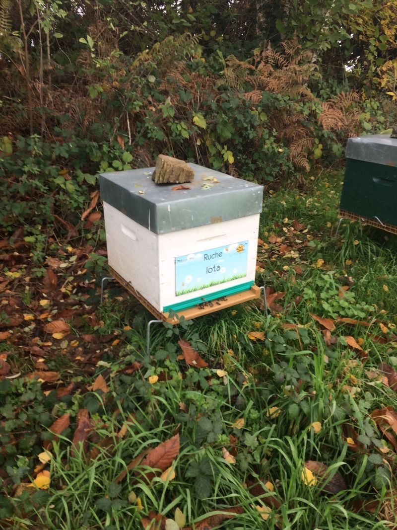 La ruche Iota