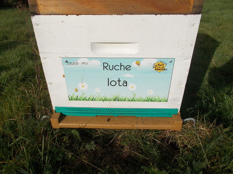 La ruche Iota