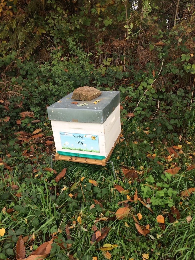 La ruche Iota