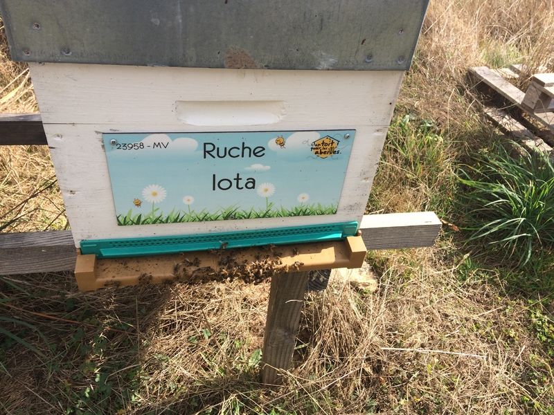 La ruche Iota