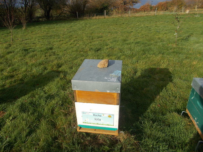 La ruche Iota