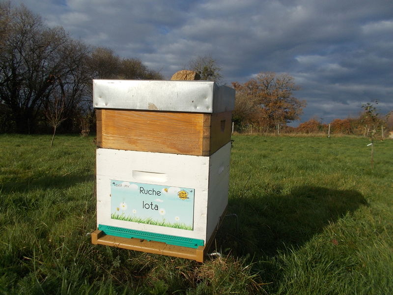 La ruche Iota