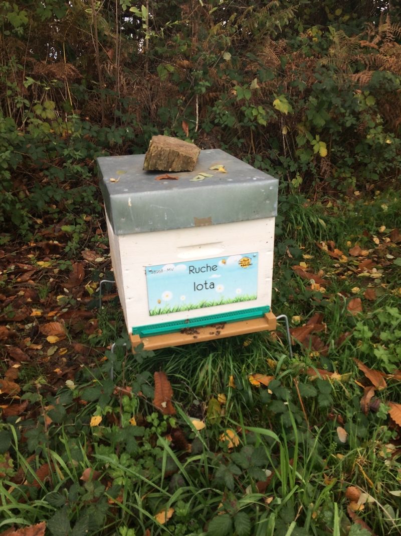La ruche Iota