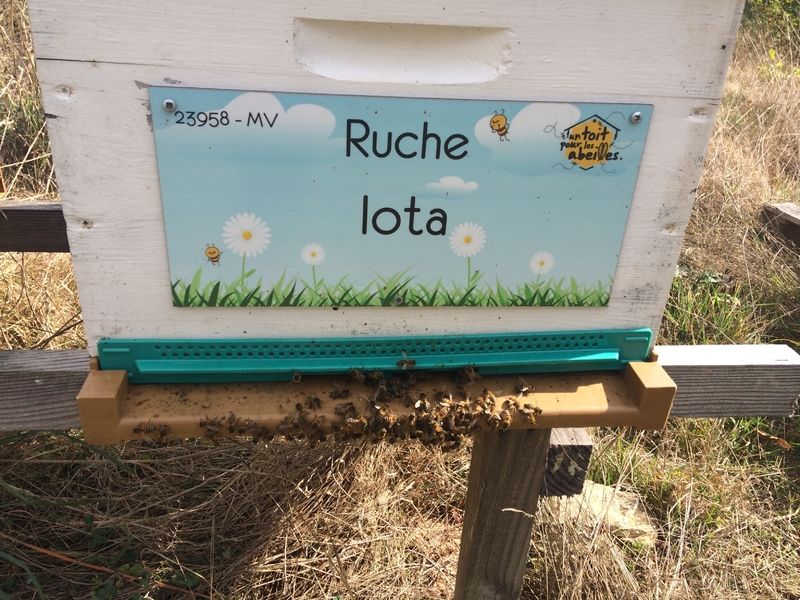 La ruche Iota