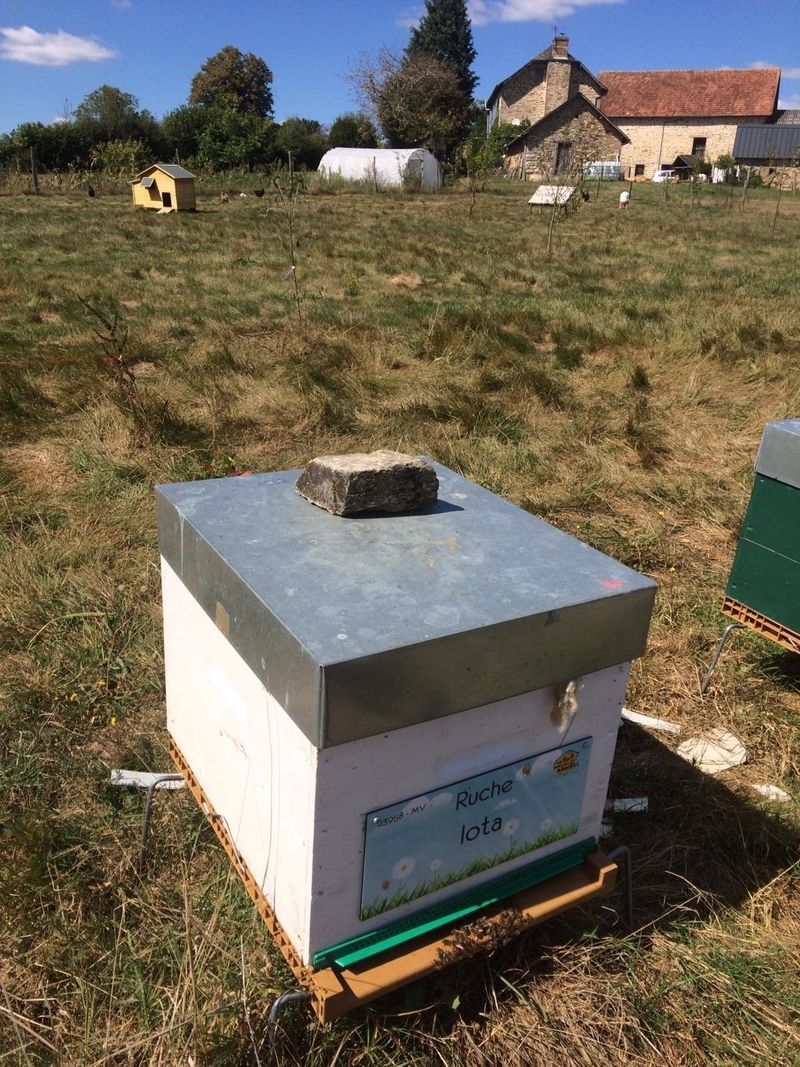La ruche Iota