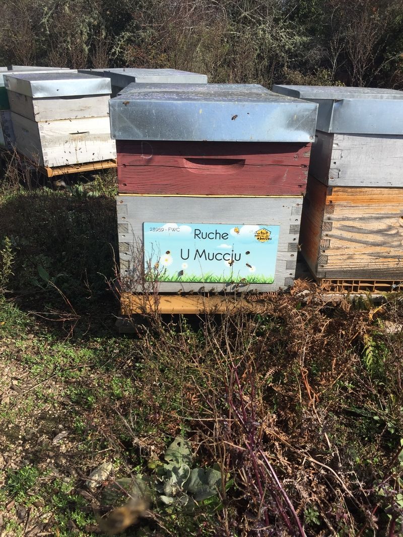 La ruche U Muccju