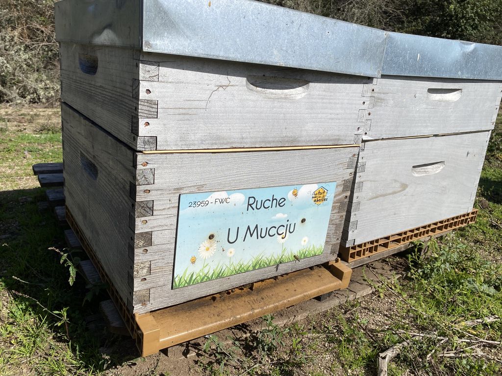 La ruche U Muccju