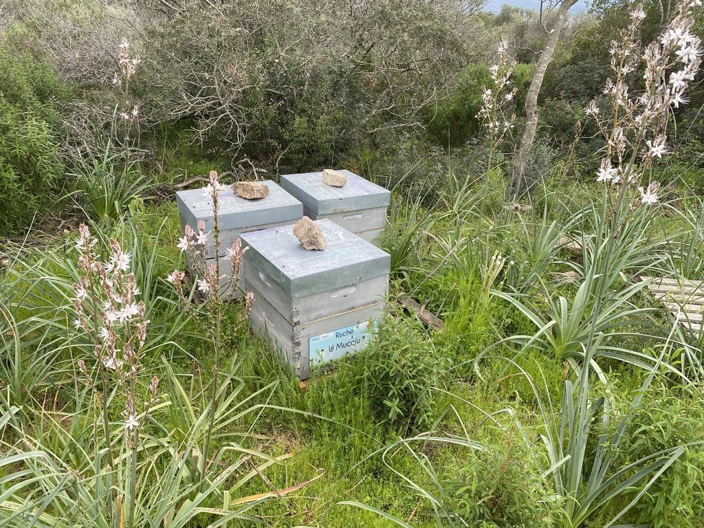 La ruche U Muccju